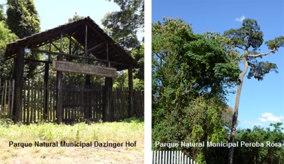 noticia-peroba-rosa-danziger-hoff