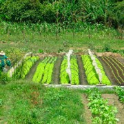 noticia-cerca-foto-dirlei-dionisio