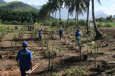 noticia-plantio-muds-rj