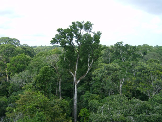 noticia-amazonia-co2