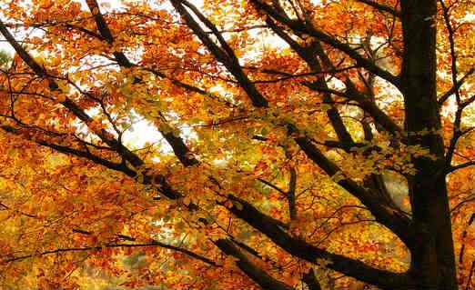 noticia-manejo-adequado-de-arvores