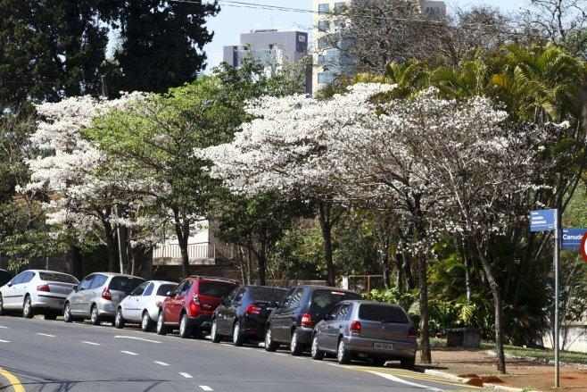 noticia-londrina-arvore-