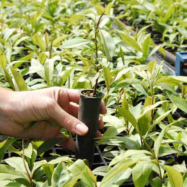 noticia-mata-atlantica-recuperacao-site