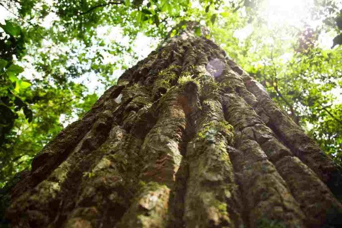 noticia-dia-da-arvore