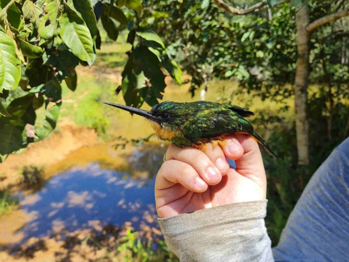 A importância do Inventário de Fauna para conservação ambiental