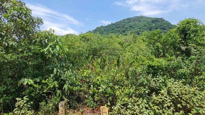 Supressão de vegetação nativa no Paraná: o que muda para o seu negócio com a IN 48/2025