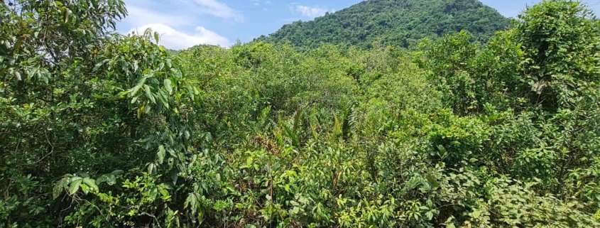 Supressão de vegetação nativa no Paraná: o que muda para o seu negócio com a IN 48/2025