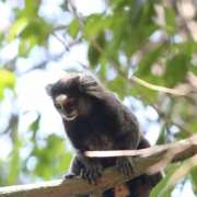 Levantamento de fauna