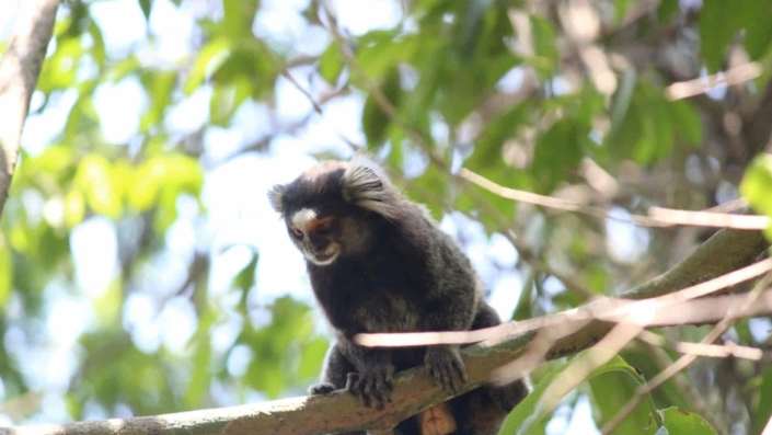 levantamento-de-fauna-02 Levantamento de fauna