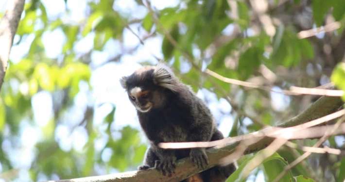 Levantamento de fauna