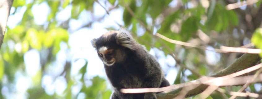 Levantamento de fauna