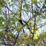 Levantamento de fauna em São Paulo