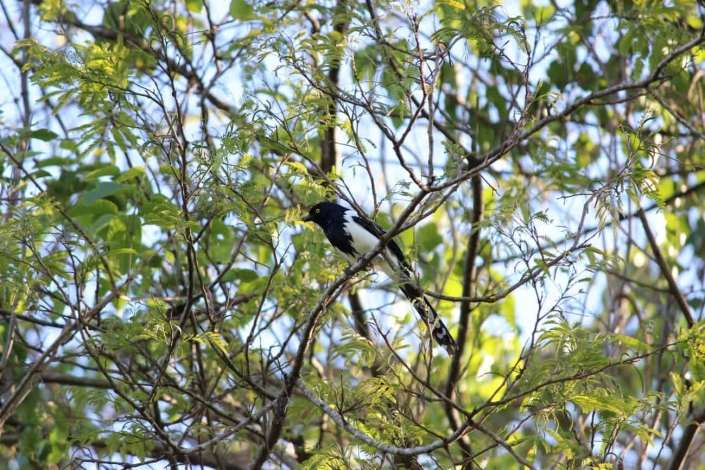 Levantamento de fauna em São Paulo