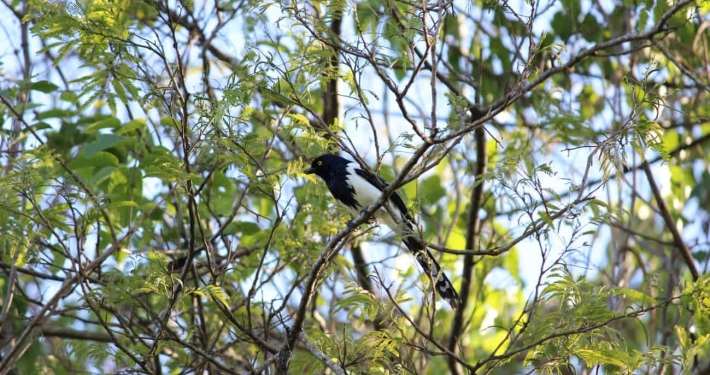 Levantamento de fauna em São Paulo