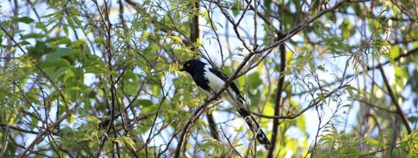 Levantamento de fauna em São Paulo
