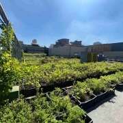 Shopping Eldorado transforma resíduos em alimento: sustentabilidade na prática com apoio da Master Ambiental