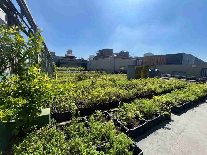Shopping Eldorado transforma resíduos em alimento: sustentabilidade na prática com apoio da Master Ambiental