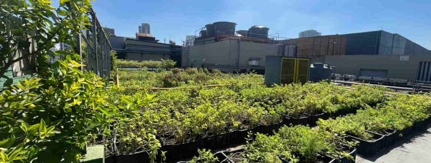 Shopping Eldorado transforma resíduos em alimento: sustentabilidade na prática com apoio da Master Ambiental