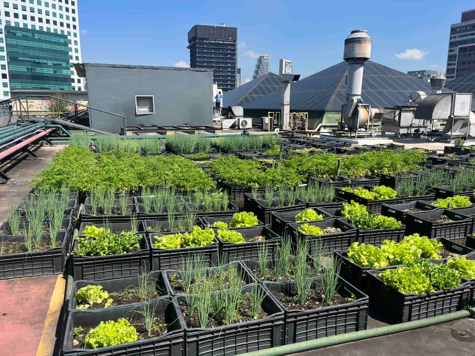 Shopping Eldorado transforma resíduos em alimento: sustentabilidade na prática com apoio da Master Ambiental