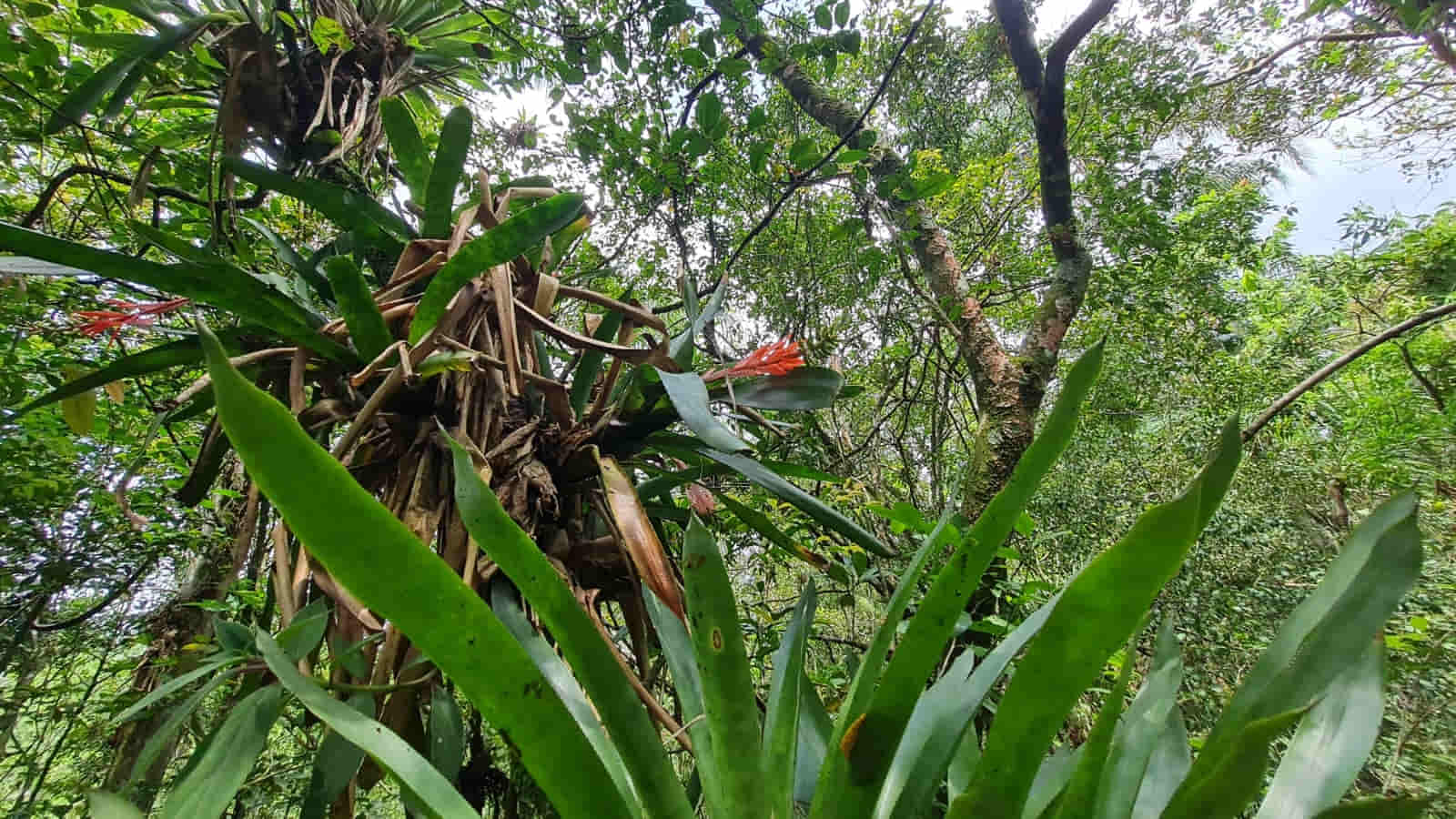 Estudos de Flora no Licenciamento Ambiental: entenda quais são e quando são exigidos