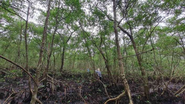 inventário de flora no licenciamento ambiental Estudos de Flora no Licenciamento Ambiental: entenda quais são e quando são exigidos