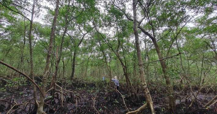 Estudos de Flora no Licenciamento Ambiental: entenda quais são e quando são exigidos