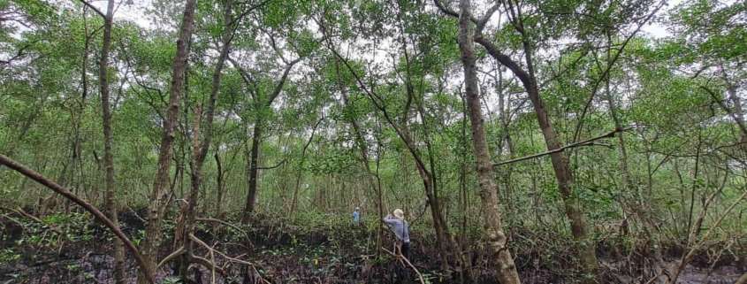 Estudos de Flora no Licenciamento Ambiental: entenda quais são e quando são exigidos