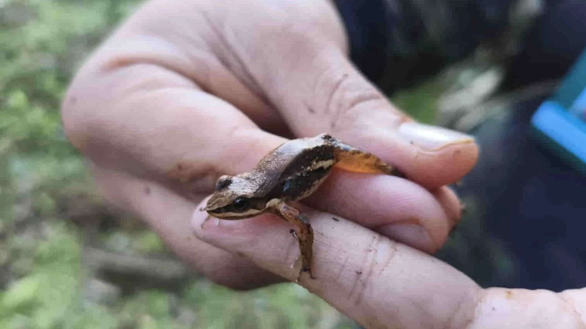 Monitoramento de Fauna no Licenciamento Ambiental