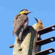 Monitoramento de Fauna no Lincenciamento