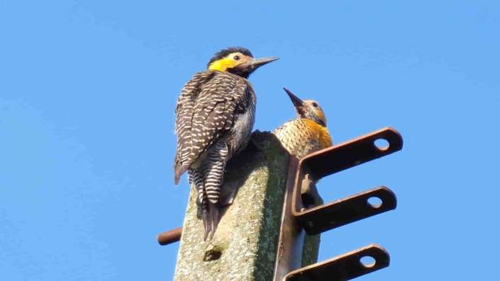 monitoramento-de-fauna-no-licenciamento Monitoramento de Fauna no Lincenciamento