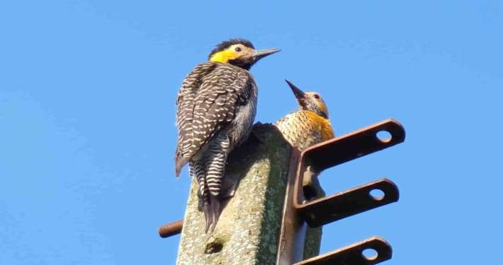 Monitoramento de Fauna no Lincenciamento