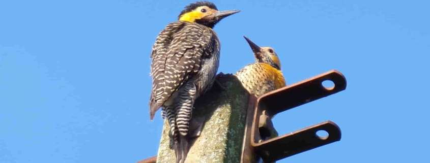 Monitoramento de Fauna no Lincenciamento